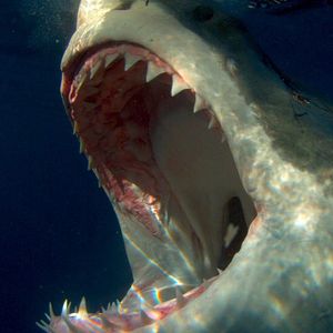 Image post by @discovery on Instagram