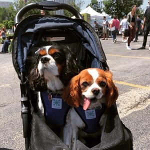 Image post by @animalplanet on Instagram