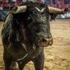 Image post by @bullfightersonly on Instagram