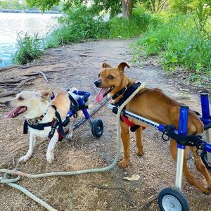 Image post by @walkinpets on Instagram