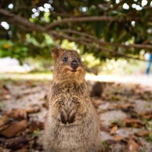 Image post by @animalplanet on Instagram