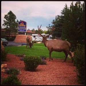Image post by @bestwestern on Instagram