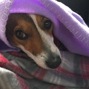 Image post by @snaffle_it on Instagram