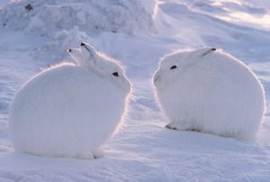 Image post by @AnimalPlanet on Twitter