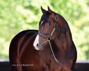 Image post by @thoroughbred_daily_news on Instagram