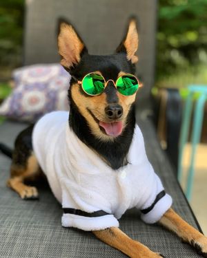 Image post by @pickles_houdini on Instagram
