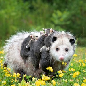 Image post by @animalplanet on Instagram