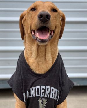 Image post by @vanderbiltalumni on Instagram