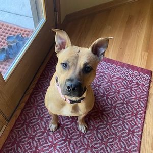 Image post by @spokhumanesoc on Instagram