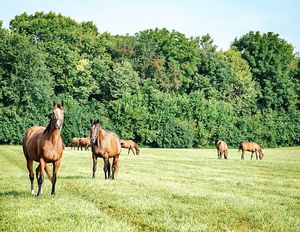 Image post by @spendthriftfarm on Instagram