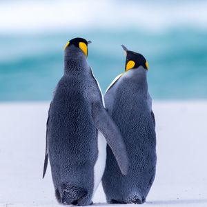 Image post by @discovery on Instagram