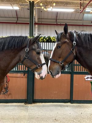 Image post by @WarmSpringRanch on Twitter