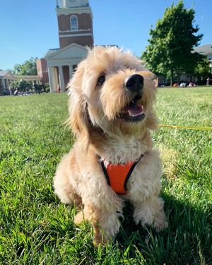 Image post by @wfuniversity on Instagram