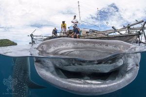 Image post by @discovery on Instagram
