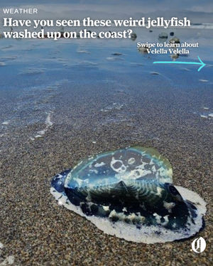 Image post by @theoregonian on Instagram