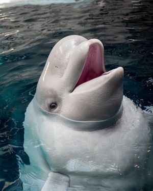 Image post by @discovery on Instagram