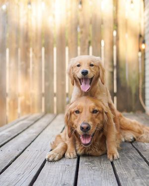 Image post by @animalplanet on Instagram