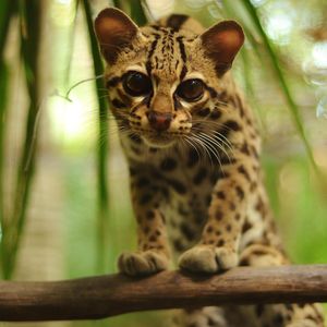 Image post by @animalplanet on Instagram