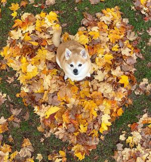 Image post by @pupcorntreats on Instagram