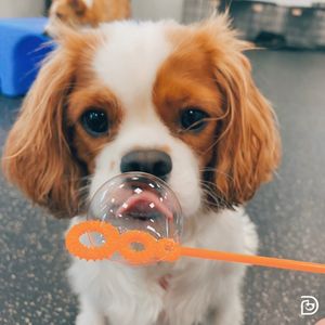 Image post by @dogtopiagr on Instagram