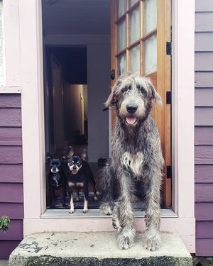 Image post by @thesavannahwolfhound on Instagram
