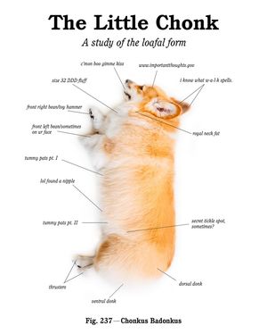 Image post by @madmax_fluffyroad on Instagram