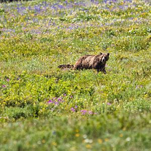 Image post by @ariannagrainey on Instagram