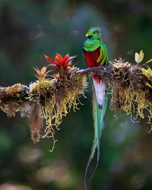Image post by @animalplanet on Instagram
