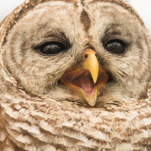 Image post by @animalplanet on Instagram