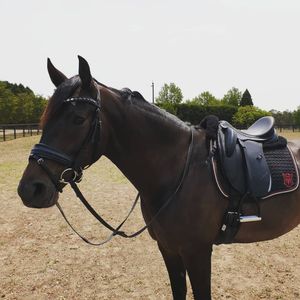 Image post by @performancesaddlefitssthsydney on Instagram