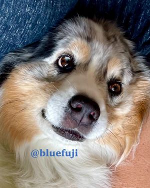 Image post by @bluefuji on Instagram