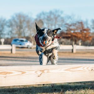 Image post by @nulopetfood on Instagram