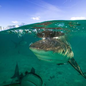 Image post by @animalplanet on Instagram