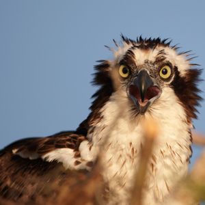 Image post by @animalplanet on Instagram