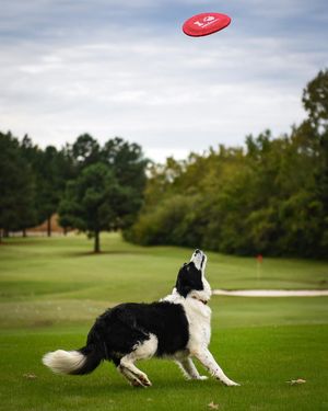 Image post by @golfdogs on Instagram