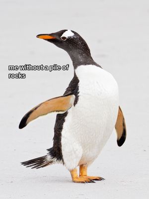 Image post by @animalplanet on TikTok