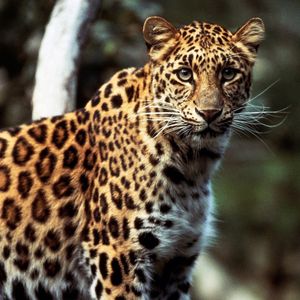 Image post by @animalplanet on Instagram