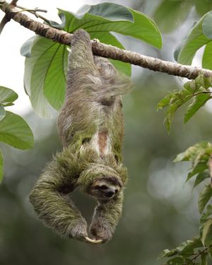 Image post by @animalplanet on Instagram