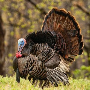 Image post by @animalplanet on Instagram