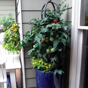 Image post by @bonnieplants on Instagram