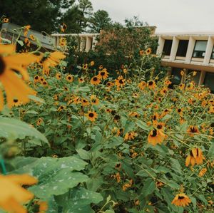Image post by @nauflagstaff on Instagram