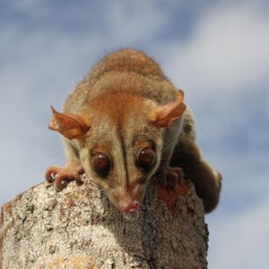 Image post by @animalplanet on Instagram