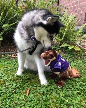 Image post by @huskyband on Instagram