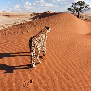 Image post by @animalplanet on Instagram