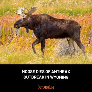 Image post by @outdoor_life on Instagram