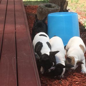 Image post by @bestforpetsmelb on Instagram