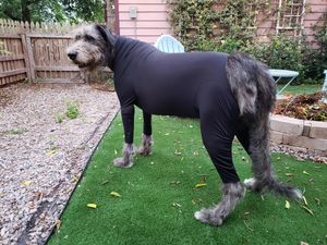Image post by @thesavannahwolfhound on Instagram