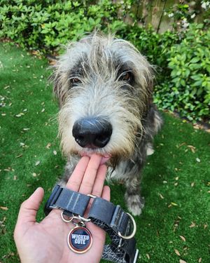 Image post by @thesavannahwolfhound on Instagram