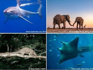 Image post by @leonardodicaprio on Instagram