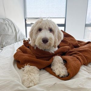 Image post by @evolvepetfood on Instagram